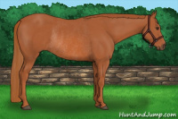 Horse Color:Chestnut Rabicano 