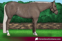 Horse Color:Silver Black Rabicano 