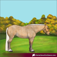 Horse Color:Silver Buckskin Roan 