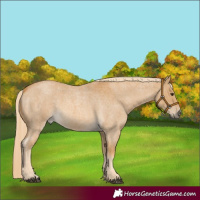 Horse Color:Palomino Roan 
