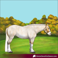 Horse Color:Silver Buckskin Roan Splash Frame 