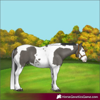 Horse Color:Grullo Splash Tobiano 