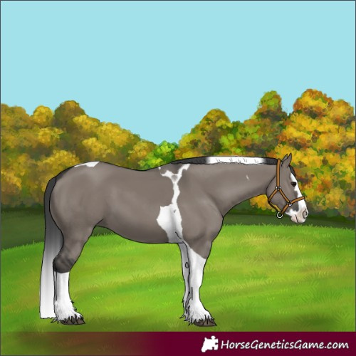 Horse Color:Grullo Splash Tobiano 