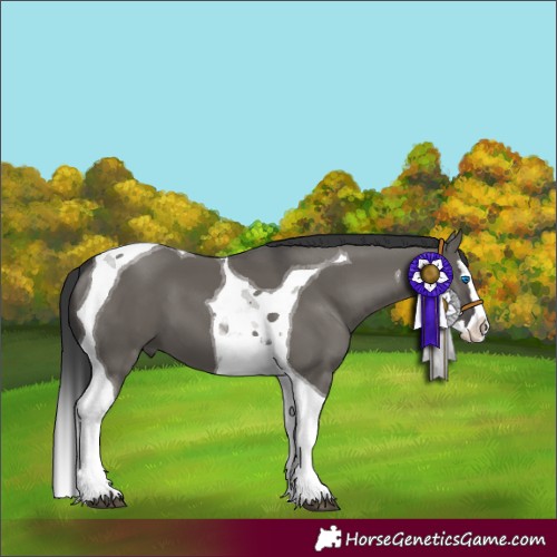 Horse Color:Grullo Splash Tobiano 