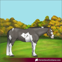 Horse Color:Grullo Splash Tobiano