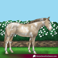Horse Color:White Spotted Smoky Black Pearl Sabino