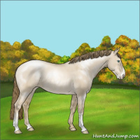 Horse Color:Smoky Grullo Pearl Sabino Rabicano 