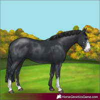 Horse Color:Black Sabino 