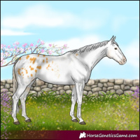 Horse Color:White Spotted Palomino Appaloosa 