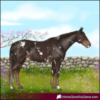 Horse Color:White Spotted Liver Chestnut 