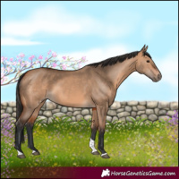 Horse Color:Bay Dun Tobiano 