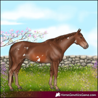Horse Color:White Spotted Chestnut 