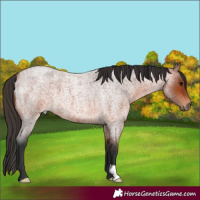 Horse Color:Bay Roan 