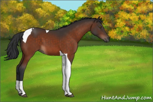 Horse Color:Brown Tobiano