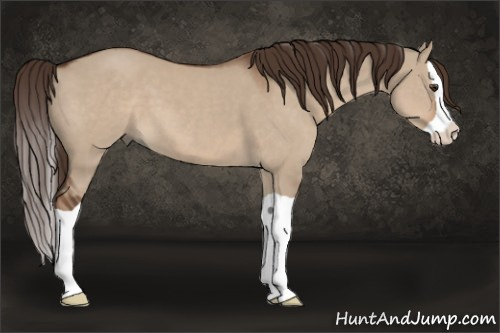 Horse Color:Liver Red Dun Splash 