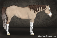 Horse Color:Liver Red Dun Splash 