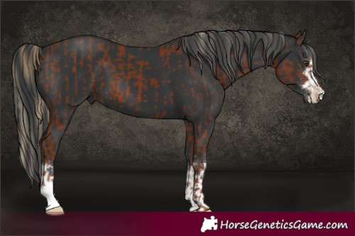 Horse Color:Chestnut and Black