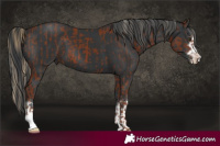 Horse Color:Chestnut  and Black 