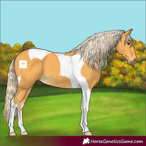 Horse Color:Palomino Tobiano 