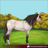Horse Color:Bay Roan Dun 