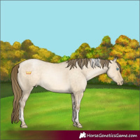 Horse Color:Buckskin Pearl Dun Tobiano Rabicano Brindle