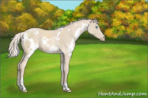 Horse Color:White Spotted Cremello Sabino
