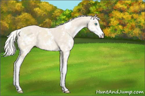 Horse Color:Cremello Sabino 