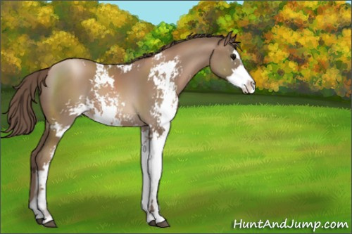 Horse Color:Black Pearl Sabino 