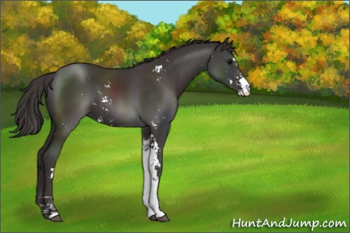 Horse Color:Smoky Black Sabino 