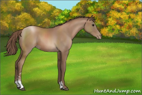 Horse Color:Black Pearl Sabino
