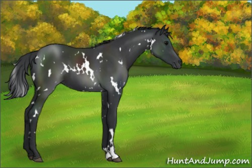 Horse Color:White Spotted Black Sabino 