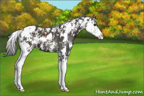 Horse Color:Smoky Black Sabino