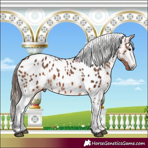 Horse Color:Bay Appaloosa 