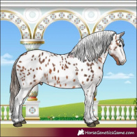 Horse Color:Bay Appaloosa