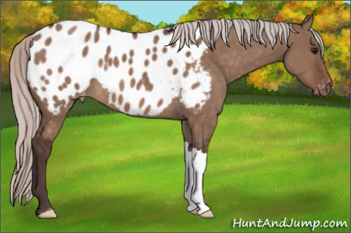 Horse Color:Silver Brown Dun Appaloosa 