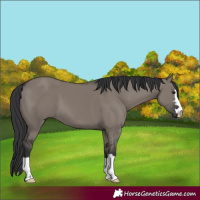 Horse Color:Grullo 