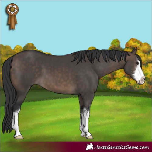 Horse Color:White Spotted Brown Dun 