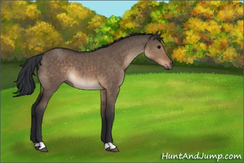 Horse Color:Brown Dun 