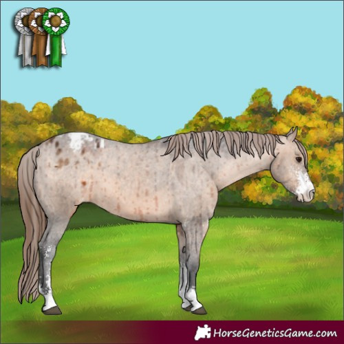 Horse Color:Brown Dun Sabino Appaloosa Brindle 
