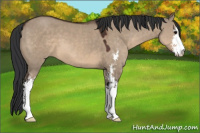 Horse Color:Brown Dun Sabino