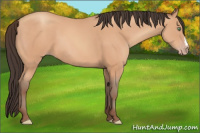 Horse Color:Amber Champagne 