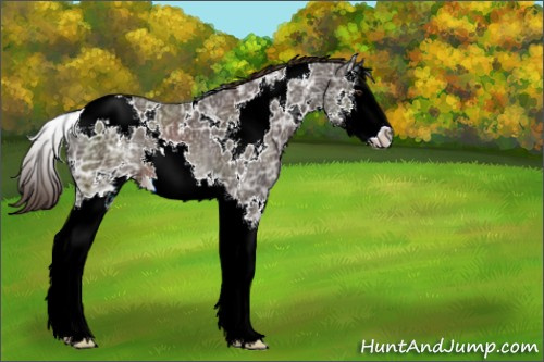 Horse Color:White Spotted Liver Chestnut Ice Splash 
