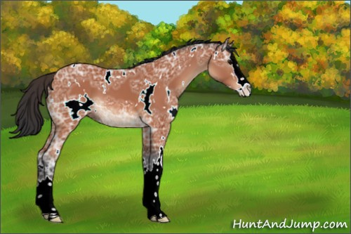 Horse Color:White Spotted Bay Ice Splash 