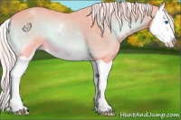 Horse Color:Watercolor Palomino Onyx Splash 