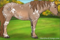 Horse Color:White Spotted Chestnut Ice 