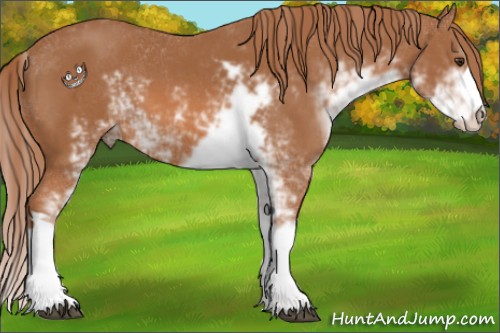 Horse Color:Chestnut Sabino