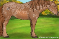 Horse Color:Chestnut Ice Sabino 