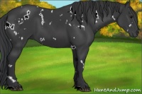 Horse Color:White Spotted Black 