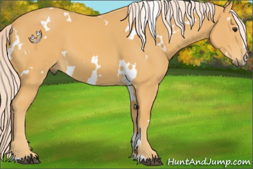 Horse Color:White Spotted Palomino Sabino