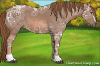 Horse Color:Chestnut Ice Sabino 